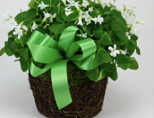 Celebrating Nature on Plant a Flower Day and St. Patrick’s Day