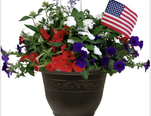Decorate and Celebrate Memorial Day with Flowers, Plants, and More