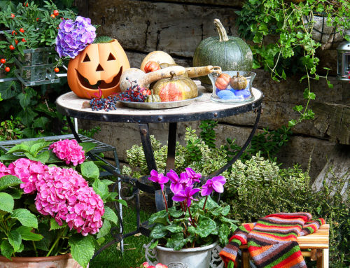 Decorate your home this holiday season with fresh and dazzling Halloween Flowers and other Fall décor