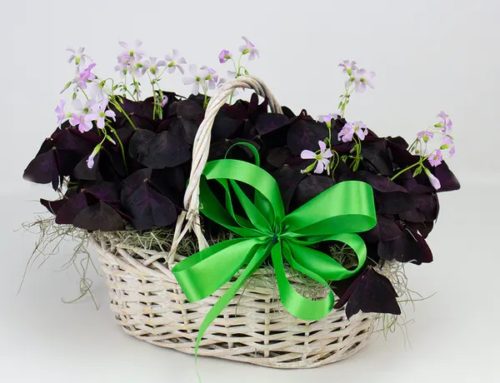 Saint Patrick’s Day Flowers from Radebaugh Florist are Fresh, Festive and Beautiful