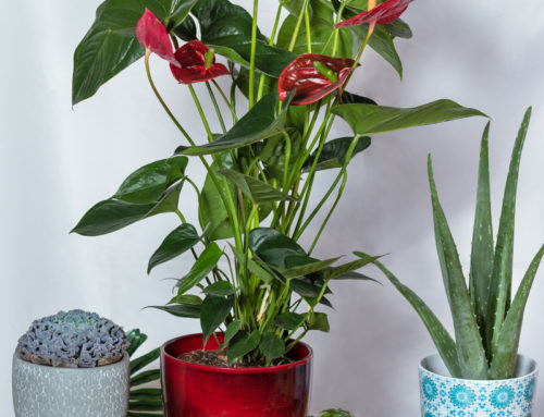 You will Find an Amazing Selection of Office Plants at Radebaugh Florist