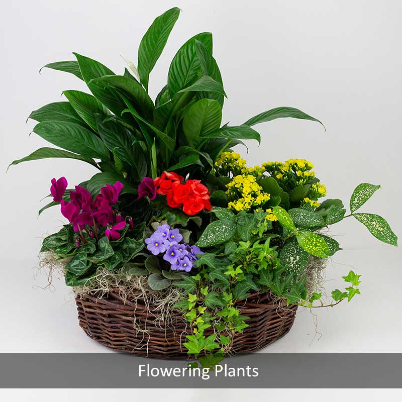 Radebaugh Florist & Greenhouses, Flowering Plants