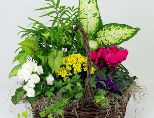 We Offer the Best Selection of Mother’s Day Plants in Baltimore. (Apply Discount Coupons for Savings)
