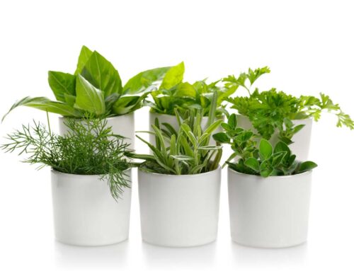 We Offer Fresh Plants as Back to School Gifts for Teachers, Students and Parents!
