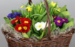 Radebaugh Florist Mother's Day Flowers & Gifts Ecuadorian Roses, Cymbidium Orchids, Flowering Plants