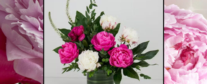 Radebaugh Florist Get-Well Flowers and Plants MEDSTAR UNION MEMORIAL HOSPITAL