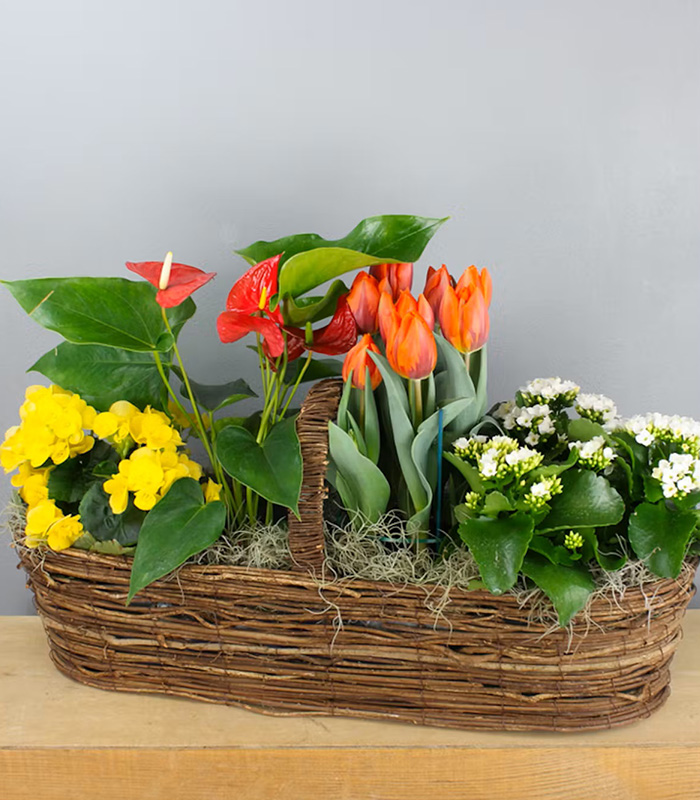 Radebaugh Florist & Greenhouses, Flowering Plant Baskets