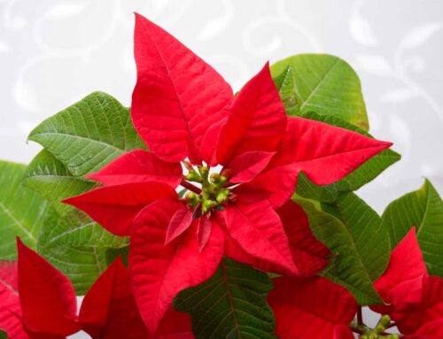 Radebaugh Florist Provides Beautiful Christmas and Hanukah Flowers with Baltimore Maryland Flower Delivery