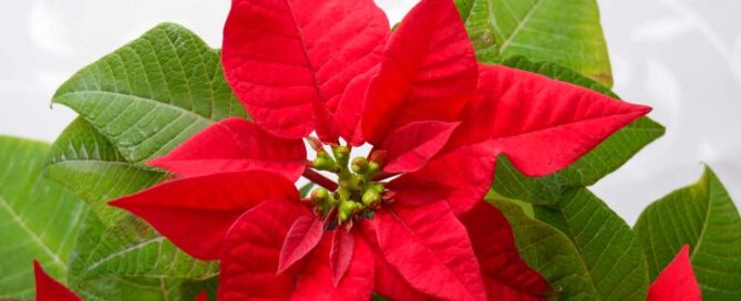 blossoms poinsettia - a symbol of Christmas