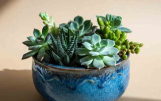 Succulent Dish Garden for Father's Day