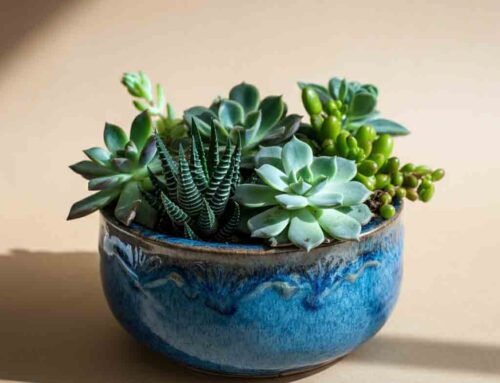 Father’s Day Flowers and Plants Perfectly Express Love and Gratitude
