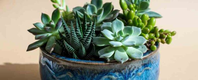 Succulent Dish Garden for Father's Day