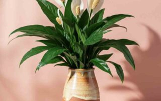 Mother's Day Peace Lily Plant