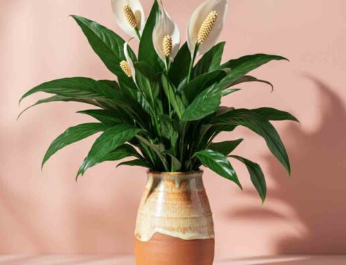 Mother’s Day Plants (See Link Below to Vote on The Baltimore Sun’s Best 2025)