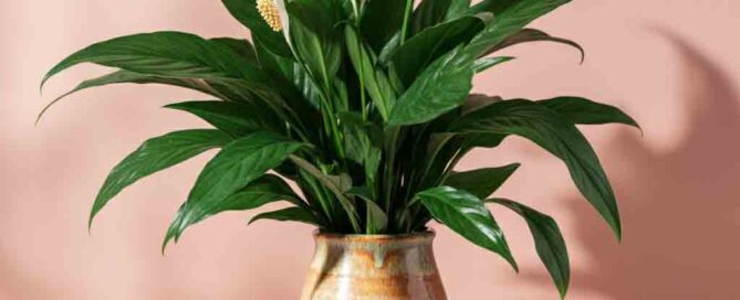 Mother's Day Peace Lily Plant